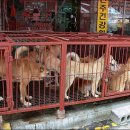 모란시장 이미지