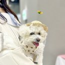 복순이야채과일