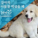 충신교회어린이집 | 강아지 이물질 먹었을 때 수술 후기 – 용산 이촌동 동물병원 시유동물메디컬센터