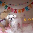 소다펫 이미지