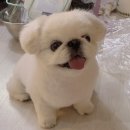 포르르 이미지