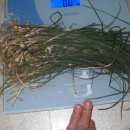 냉천 지초 이미지