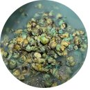 성진푸드 이미지