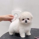 멈미스 이미지