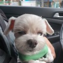 당당하개 이미지