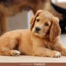 가까운동물병원 이미지