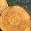 (주)동양목재