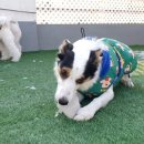 마이댕댕스쿨 이미지