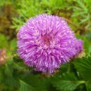 예진꽃농원 이미지