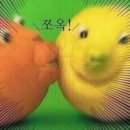 어라운드 퍼피 이미지