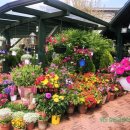 타샤의 정원 이미지