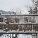 포레스트 리솜 이미지