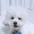 (주)그린펫 | [강아지눈건강] 아이믹스그린펫엔젤 강아지눈영양제!!