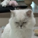 냥이네 목욕탕 이미지