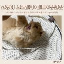 그루밍도그 | 고양이스크래쳐 매트 깃털장난감을 한번에 ! 그램도그 원형스크래쳐매트 대형