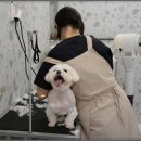 강아지미용실_편안 이미지