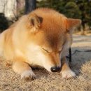 사이시옷 이미지