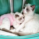 랙돌캐터리파이널돌 이미지