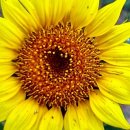 선자 농장 이미지