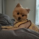 베이비숑 그루밍 이미지