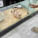 도로시펫 강아지고양이 부산점 | 부산 강아지분양 고양이분양 전문점 도로시펫