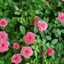 수호네 농장 이미지