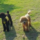 댕댕이 운동장 이미지