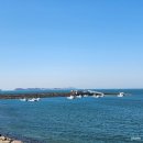 석문방조제 자귀나무 이미지