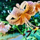 파랑새정원 이미지