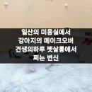 하니펫살롱(HONEYPETSALON) | 일산의 미용실에서 강아지의 메이크오버 견생의하루 펫살롱에서 쩌는 변신