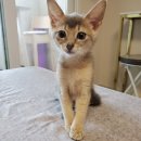 대구 고양이분양 캣갤러리 이미지