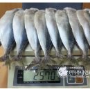 국산 냉동고등어/삼치/오징어 도매 유통가격 이미지
