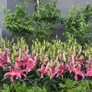 백합모텔 이미지