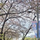 일요걷기 서울여의도 벚꽃축제 이미지