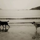 이쁜멍멍이 이미지