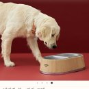 개밥그릇 이미지