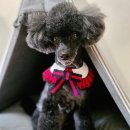 그루밍원투 이미지