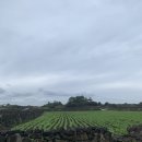 하도 생각나 민박 이미지