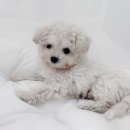 컴투펫 강아지분양 고양이분양 인천본점 이미지