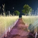 보리광장 이미지