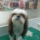 까가주개 이미지