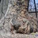 느티나무 할아버지 이미지