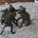 보성이탈리안그레이하운드 이미지