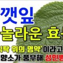 깻잎 효능 및 증상 고르는법 이미지