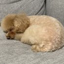 감성그루밍 이미지