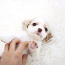 베이비몽 이미지