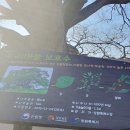 법무법인대산 | 지원센터 4기 홍보단]이상한 변호사 우영우 촬영지 방문 후기 (feat.팽나무는 천연기념물제 573호 지정!)