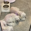 비니펫살롱 이미지