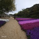 인제용대리꽃축제20241014 이미지