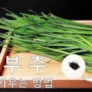 부추 키우기! 부추씨앗 심기 *부추모종 씨뿌리기 이미지